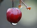 2010-0216-1215_Crab_Apple_5,0C